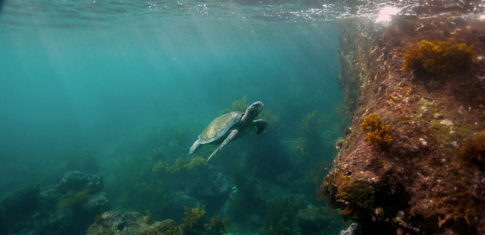 things to do in Galapagos