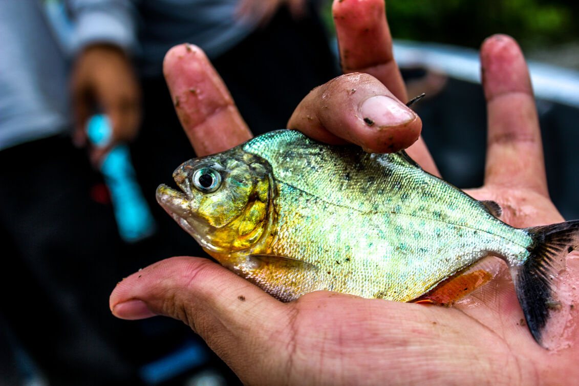 Things to do in Cuyabeno