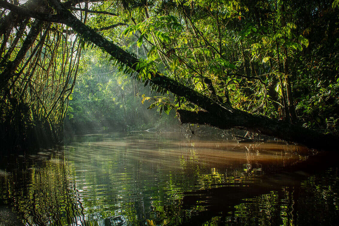 Cuyabeno wildlife reserve in Ecuador